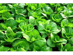 為什么要多吃青菜？有什么好處？